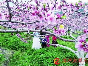 桃花在线视频基地