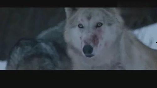 日韩欧美狼窝在线视频,揭秘网络色情产业的暗流涌动