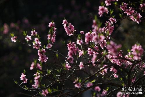桃花朵朵在线视频观看,浪漫邂逅，在线绽放的青春传奇