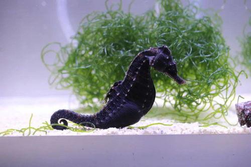 海马污在线视频,揭秘海洋生物的神秘世界