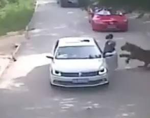 老虎跳墙在线视频,惊险瞬间，挑战极限的动物特技